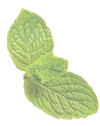 Hoja Verde